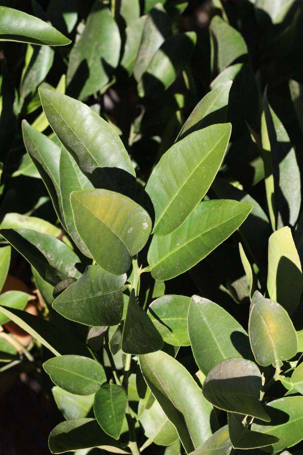              Sun leaves (Riverside, CA)       